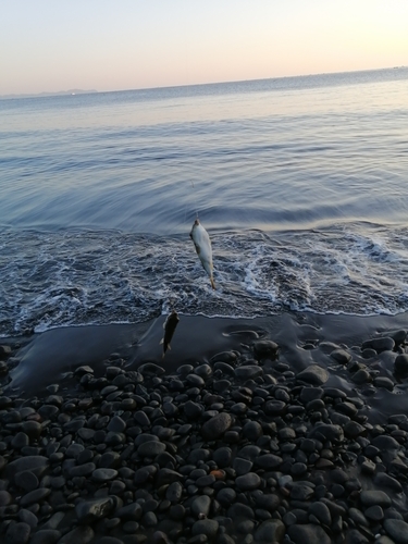 クサフグの釣果