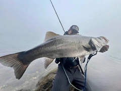 ヒラスズキの釣果