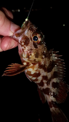 カサゴの釣果