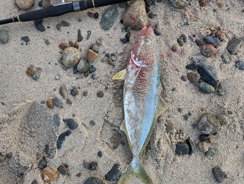 ハマチの釣果