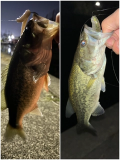 ブラックバスの釣果