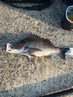 クロダイの釣果