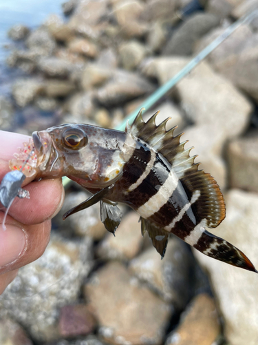 マハタの釣果