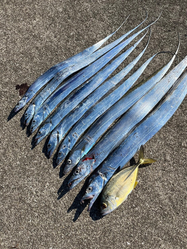 タチウオの釣果