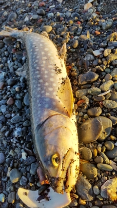 アメマスの釣果