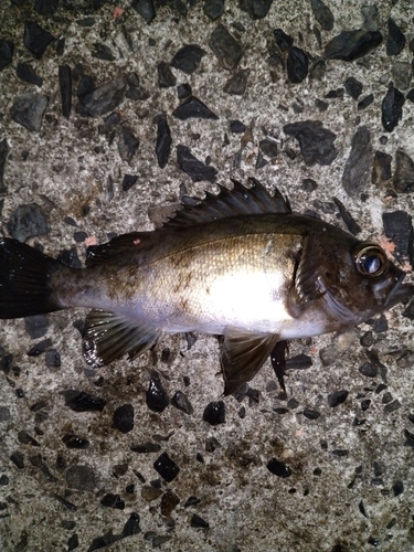 アオメバルの釣果