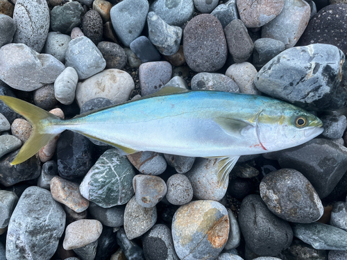 イナダの釣果