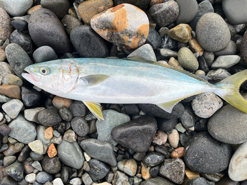 イナダの釣果