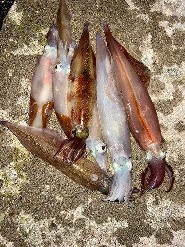 ヤリイカの釣果