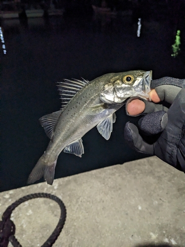 スズキの釣果