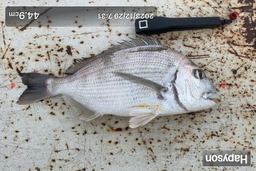 ヘダイの釣果