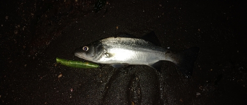 セイゴ（マルスズキ）の釣果