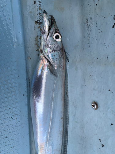 タチウオの釣果