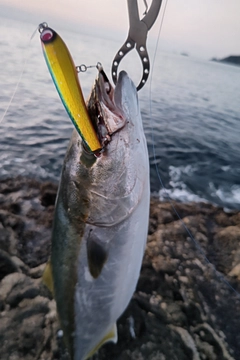 メジロの釣果