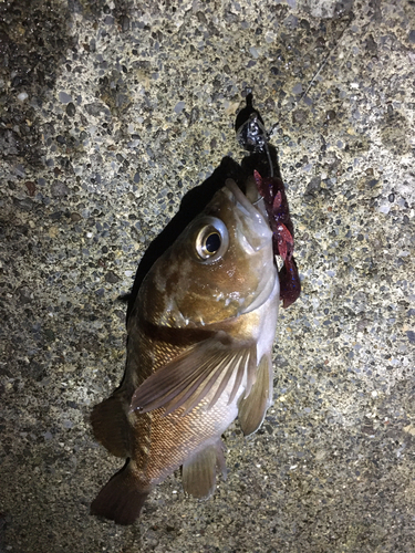 エゾメバルの釣果