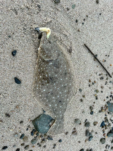 ヒラメの釣果