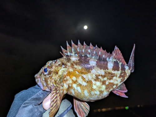 カサゴの釣果