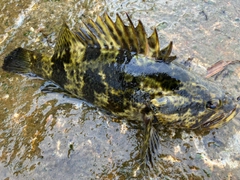 ベッコウゾイの釣果