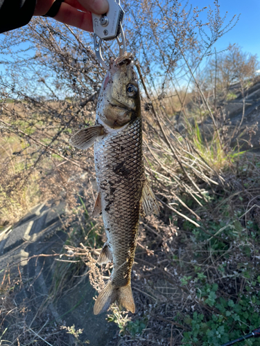 ニゴイの釣果