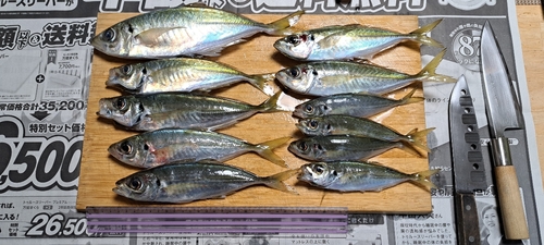 アジの釣果