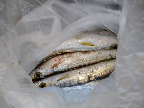 カマスの釣果