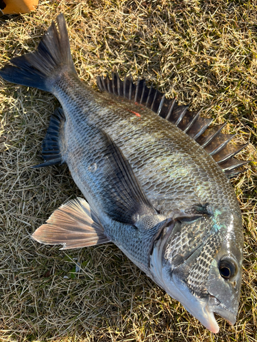 チヌの釣果