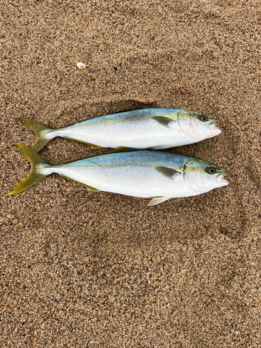 ハマチの釣果