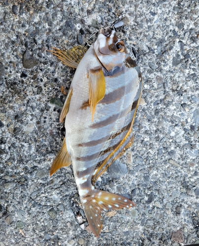 タカノハダイの釣果