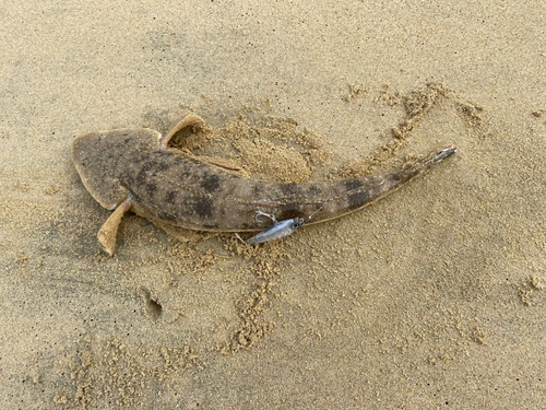 マゴチの釣果