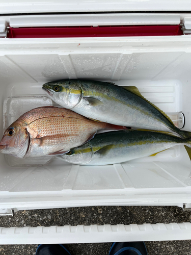 ハマチの釣果