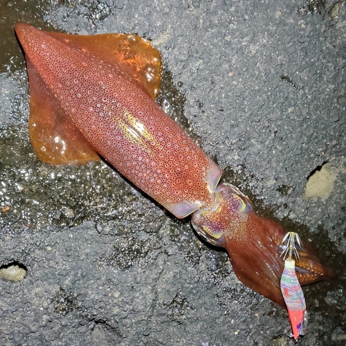 ケンサキイカの釣果