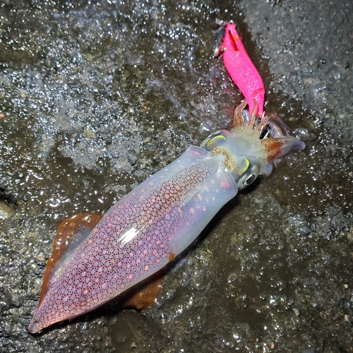 ケンサキイカの釣果