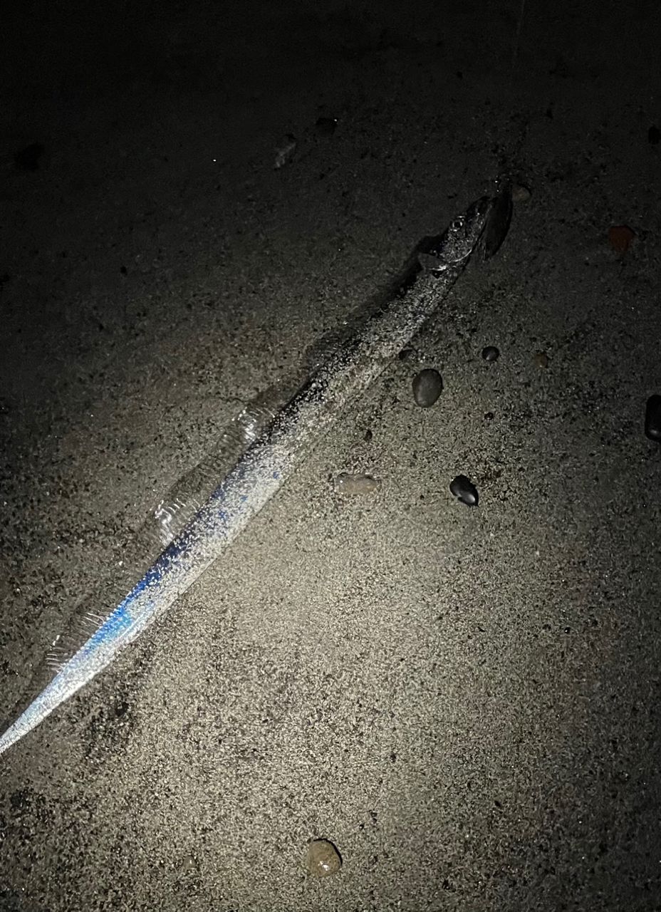 ひつじの皮を被ったヤギさんの釣果 2枚目の画像