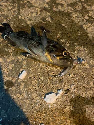 クロソイの釣果