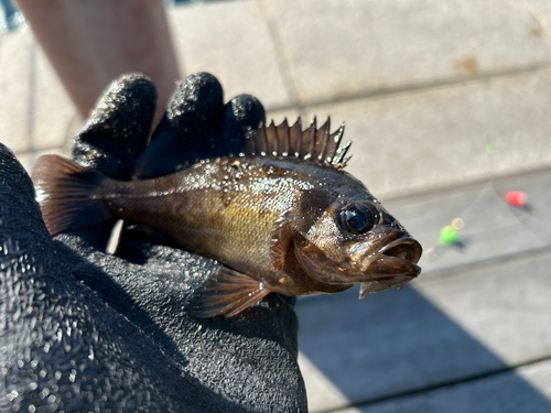 メバルの釣果