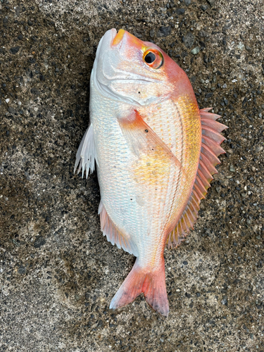 レンコダイの釣果