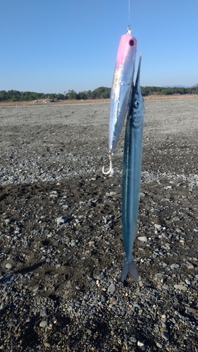 サヨリの釣果