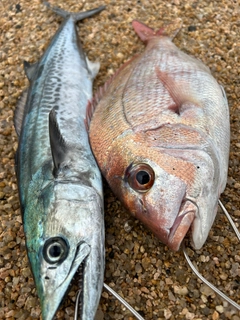 マダイの釣果