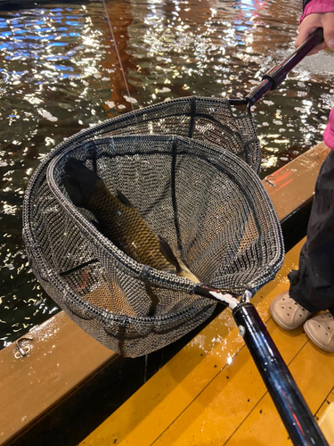 コイの釣果