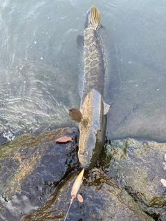 ライギョの釣果