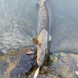 つっとこの釣果