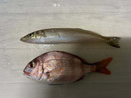 キスの釣果