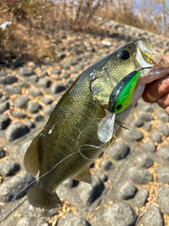 ラージマウスバスの釣果