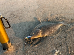 ソゲの釣果