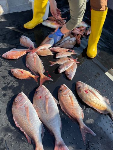 タイの釣果