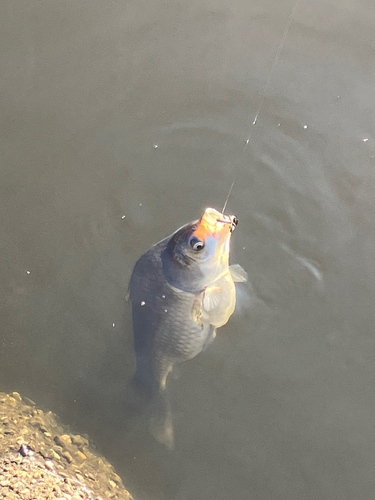 ヘラブナの釣果