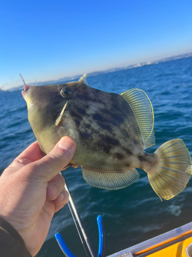 カワハギの釣果