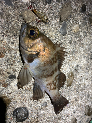 メバルの釣果