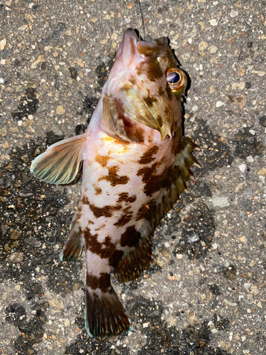 カサゴの釣果