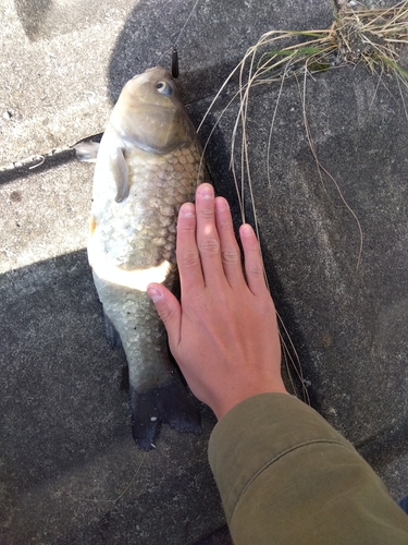 フナの釣果